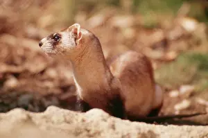 Ferrets: BLACK-FOOTED FERRET