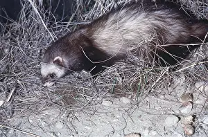 Ferrets: BLACK-FOOTED FERRET