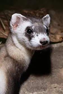 Ferrets: BLACK-FOOTED FERRET - close-up