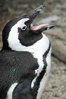 Metropolis: Black-footed penguin (Spheniscus demersus), African
