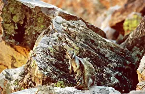 Lateralis: Black-footed Rock-Wallaby