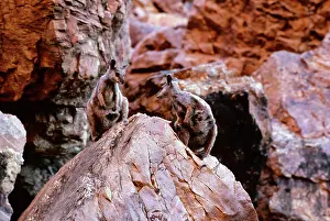 Lateralis: Black-footed Rock-Wallaby