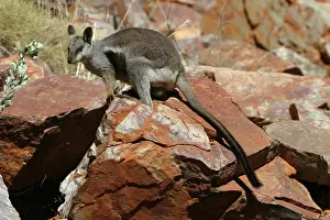 Lateralis: Black-footed Rock-wallaby
