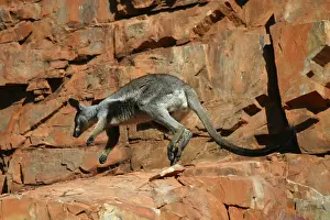 Lateralis: Black-footed Rock-wallaby
