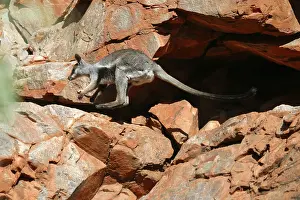 Lateralis: Black-footed Rock-wallaby