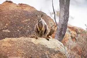 Flanked: Black-footed Rock Wallaby / Black-flanked Rock Wallaby