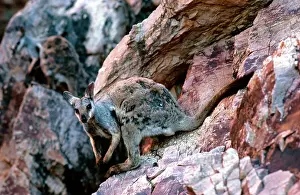 Lateralis: Black-footed Rock-Wallaby - Moulting