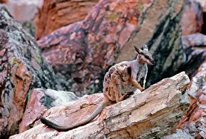 Lateralis: Black-footed Rock-Wallaby - Moulting