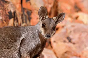 Lateralis: Black-footed Rock-wallaby - portrait of an adult