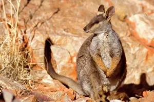 Lateralis: Black-footed Rock-wallaby - resting on top of steep cliff