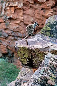 Lateralis: Black-footed Rock-Wallaby - On rock