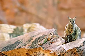 Lateralis: Black-footed Rock-Wallaby - With young
