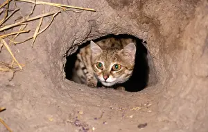 Nigripes: BLACK-FOOTED / Small-Spotted CAT - Peering out