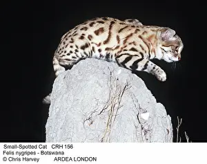 Nigripes: BLACK-FOOTED / Small-Spotted CAT - On rock