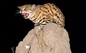 Spitting: BLACK-FOOTED / Small-spotted CAT - Snarling on