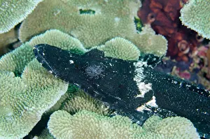 Weda: Black form of Crocodile Flathead - Loleo dive site