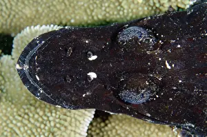 Weda: Black form of Crocodile Flathead - Loleo dive site