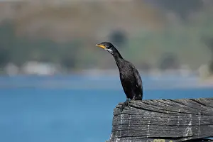 Harbour: Black form of Little Pied Cormorant