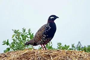 Francolinus: Black Francolin - male