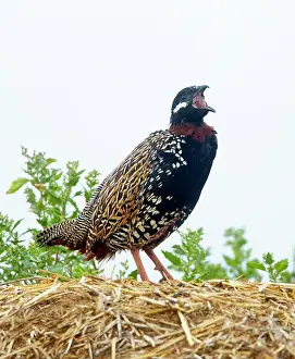 Francolinus: Black Francolin - male calling on territory