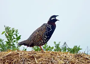 Francolinus: Black Francolin - male calling on territory