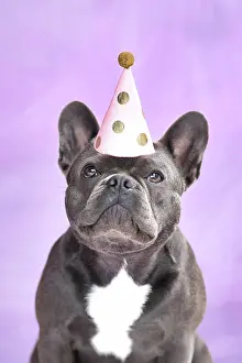 Greeting: Black French Bulldog dog wearing birthday party