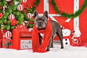 Scarf: Black French Bulldog dog wearing red winter scarf