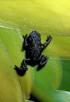 Roraima: Black Frog - Roraima Summit
