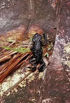 Roraima: Black Frog, Roraima Summit