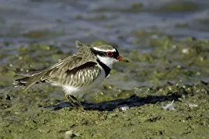 Dotterel: Black-fronted Dotterel