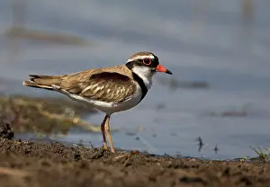 Dotterel: Black-fronted Dotterel
