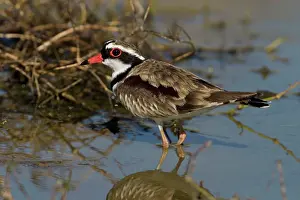 Dotterel: Black-fronted Dotterel
