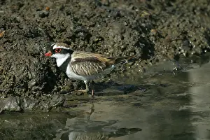 Dotterel: Black-fronted Dotterel