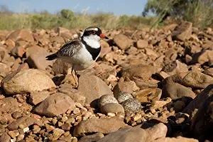 Dotterel: Black-fronted Dotterel