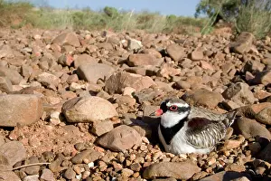Dotterel: Black-fronted Dotterel