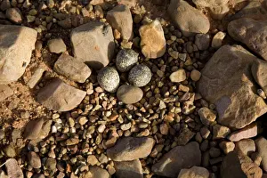 Dotterel: Black-fronted Dotterel
