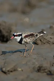 Dotterel: Black-fronted Dotterel