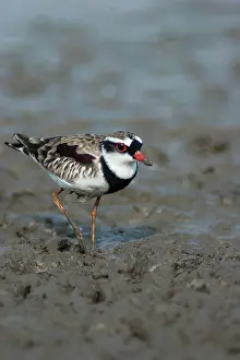 Dotterel: Black-fronted Dotterel