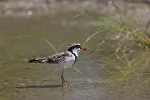 Dotterel: Black-fronted Dotterel