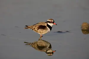 Dotterel: Black-fronted Dotterel reflected
