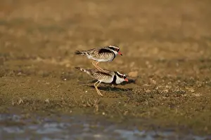 Dotterel: Black-fronted Dotterels preparing to mate