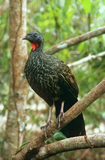 Piping: Black-fronted Piping Guan
