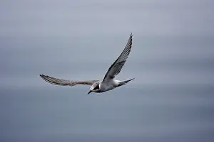 Terns: Black-Fronted Tern