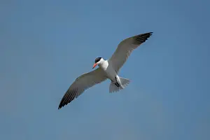 Tern: Black-fronted Tern