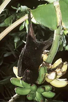 Bats: Black Fruit BAT - hanging from branch