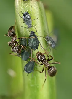 Lasius: Black garden ant - 2 milking aphids