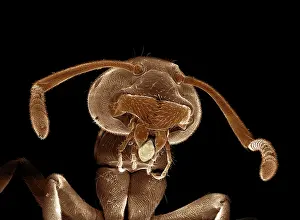 Lasius: Black Garden Ant