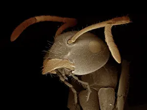 Microscope: Black Garden Ant