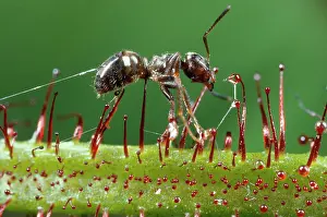 Sticky: Black Garden Ant - caught in sundew