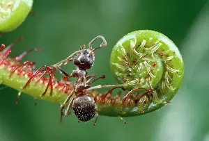Death: Black Garden Ant - caught in sundew